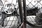 preview Renault Kangoo #2