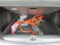 preview Opel Frontera #5